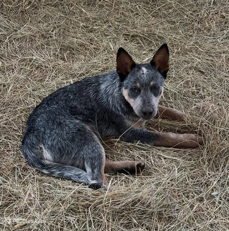 Specter – Australian Cattle Dog puppy for sale in Yelm, WA