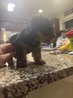 Daisy, a female Yorkshire Terrier for sale in Houston, TX – 3 of 9