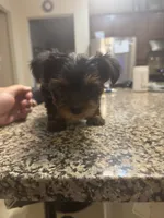 Daisy, a female Yorkshire Terrier for sale in Houston, TX – 7 of 9