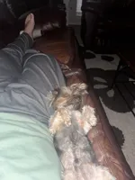 Daisy, a female Yorkshire Terrier for sale in Houston, TX – 9 of 9