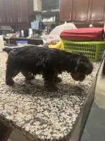 Daisy, a female Yorkshire Terrier for sale in Houston, TX – 2 of 9