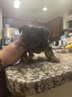 Daisy, a female Yorkshire Terrier for sale in Houston, TX – 6 of 9