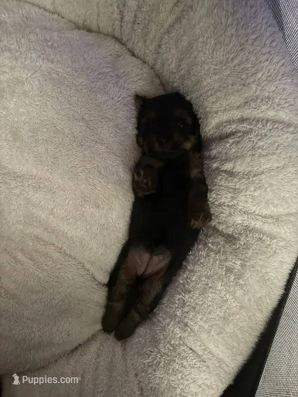 Daisy – Yorkshire Terrier puppy for sale in Houston, TX