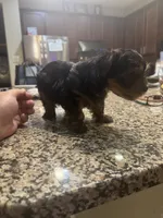 Daisy, a female Yorkshire Terrier for sale in Houston, TX – 8 of 9