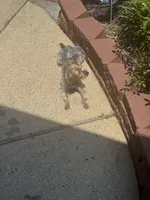 Daisy, a female Yorkshire Terrier for sale in Houston, TX – 4 of 9