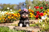 Emmy, a female Miniature Schnauzer for sale in Fresno, OH – 7 of 7