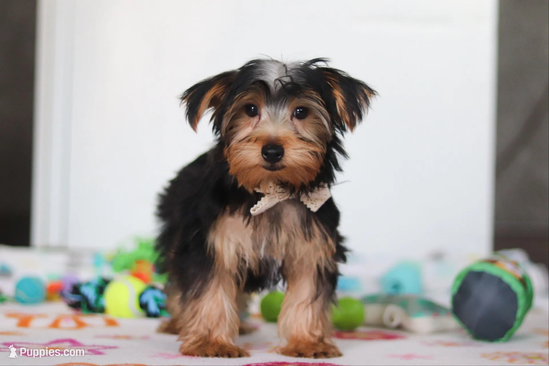 Malcolm – Yorkshire Terrier puppy for sale in Fresno, OH