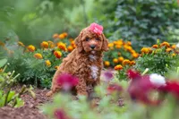 Aspen, a female Cavapoo for sale in Fresno, OH – 6 of 10