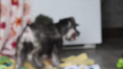 Nolan, a male Miniature Schnauzer for sale in Fresno, OH – 8 of 8