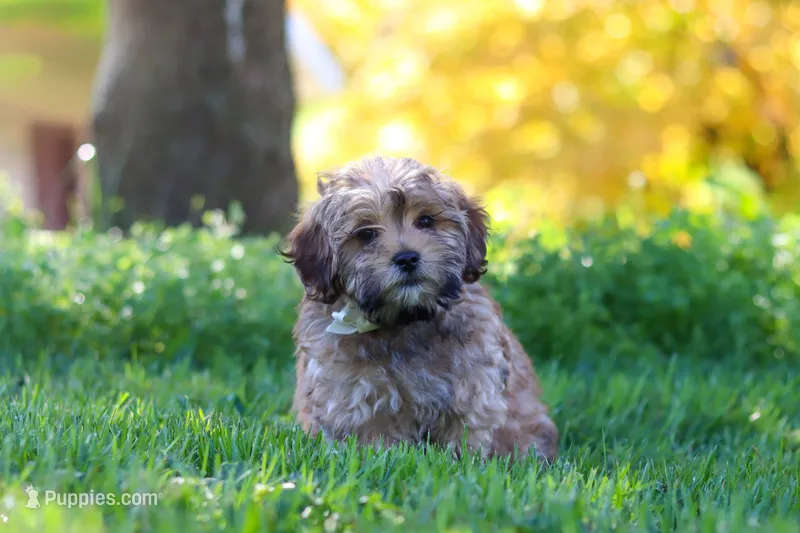 Teddy – Yorkipoo puppy for sale in Fresno, OH