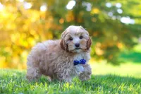 Asher, a male Yorkipoo for sale in Fresno, OH – 5 of 7