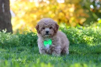 Theo, a male Yorkipoo for sale in Fresno, OH – 1 of 5