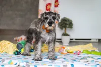 Nolan, a male Miniature Schnauzer for sale in Fresno, OH – 6 of 8