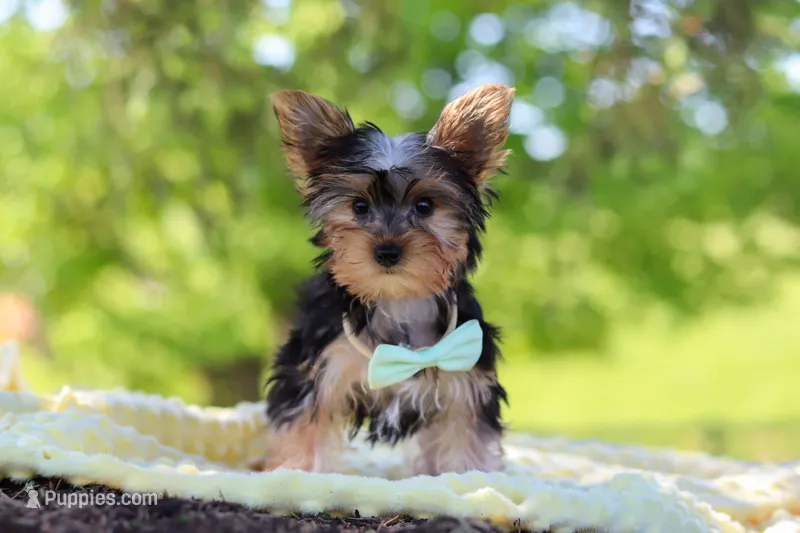 Ollie – Yorkshire Terrier puppy for sale in Fresno, OH