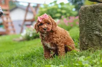 Elowyn, a female Cavapoo for sale in Fresno, OH – 3 of 9