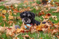 Rowan, a male Miniature Schnauzer for sale in Fresno, OH – 7 of 8