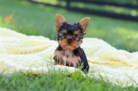 Miranda, a female Yorkshire Terrier for sale in Fresno, OH – 3 of 9