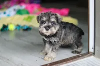Clementine, a female Miniature Schnauzer for sale in Fresno, OH – 5 of 10