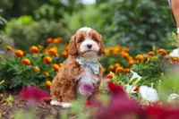 Lane, a male Cavapoo for sale in Fresno, OH – 9 of 10