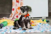 James, a male Miniature Schnauzer for sale in Fresno, OH – 7 of 10