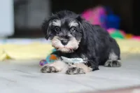 Arthur, a male Miniature Schnauzer for sale in Fresno, OH – 1 of 7