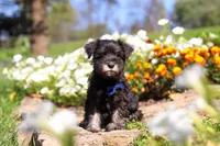 Mason, a male Miniature Schnauzer for sale in Fresno, OH – 1 of 7