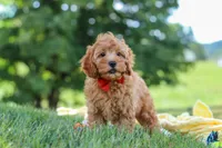 Nash, a male Cavapoo for sale in Fresno, OH – 3 of 6