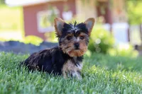 Drake, a male Yorkshire Terrier for sale in Fresno, OH – 9 of 10
