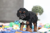 Casey, a male Poodle - Miniature  for sale in Fresno, OH – Photo 5 of 5