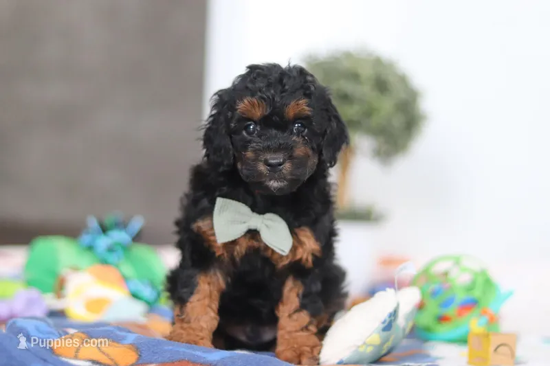 Casey – Poodle - Miniature  puppy for sale in Fresno, OH
