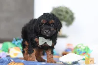 Casey, a male Poodle - Miniature  for sale in Fresno, OH – Photo 3 of 5