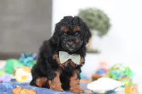 Casey, a male Poodle - Miniature  for sale in Fresno, OH – Photo 2 of 5