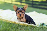 Mason, a male Yorkshire Terrier for sale in Fresno, OH – 9 of 10
