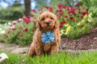 Nash, a male Cavapoo for sale in Fresno, OH – 6 of 8