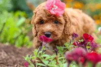 Aspen, a female Cavapoo for sale in Fresno, OH – 9 of 10
