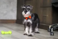 James, a male Miniature Schnauzer for sale in Fresno, OH – 4 of 10