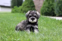 Charlie, a male Miniature Schnauzer for sale in Fresno, OH – 9 of 10