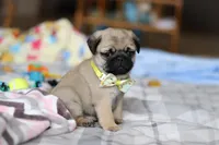 Prince , a male Pug for sale in Fresno, OH – Photo 5 of 5