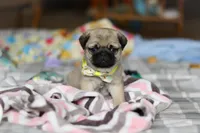 Prince , a male Pug for sale in Fresno, OH – Photo 1 of 5