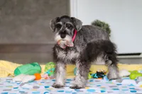 Layla, a female Miniature Schnauzer for sale in Fresno, OH – 3 of 6