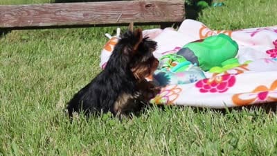 Drake, a male Yorkshire Terrier for sale in Fresno, OH – 10 of 10