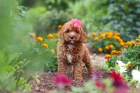 Aspen, a female Cavapoo for sale in Fresno, OH – 8 of 10