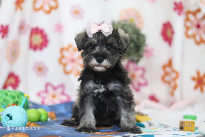 Quincy – Miniature Schnauzer puppy for sale in Fresno, OH