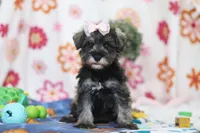 Quincy, a female Miniature Schnauzer for sale in Fresno, OH – Photo 1 of 5