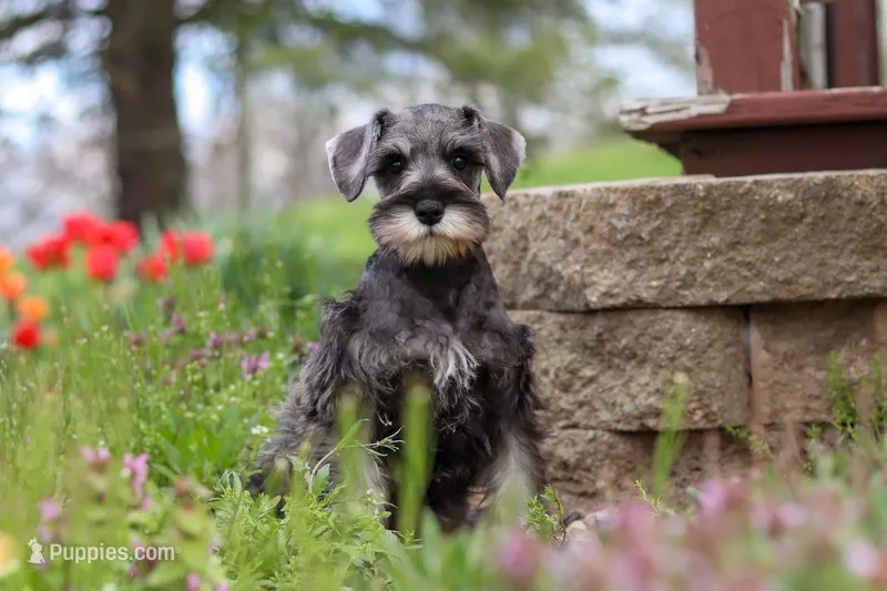 Quincy – Miniature Schnauzer puppy for sale in Fresno, OH