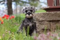 Quincy, a female Miniature Schnauzer for sale in Fresno, OH – 1 of 5