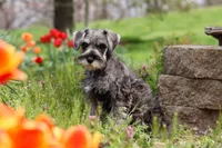 Quincy, a female Miniature Schnauzer for sale in Fresno, OH – 3 of 5