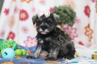 Quincy, a female Miniature Schnauzer for sale in Fresno, OH – Photo 2 of 5
