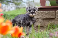 Quincy, a female Miniature Schnauzer for sale in Fresno, OH – 5 of 5