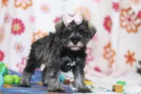 Quincy, a female Miniature Schnauzer for sale in Fresno, OH – Photo 4 of 5